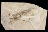 Rare, Fossil Octopus (Keuppia) - Preserved Tentacles & Ink Sac! #162776-5